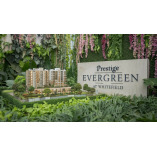 Prestige Evergreen