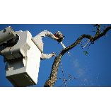 Big Apple Tree Service