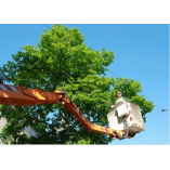 Colony Tree Service Upland