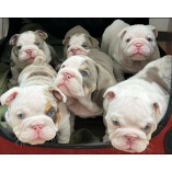Tom’s English Bulldog puppies