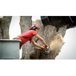 Sierra Tree Service