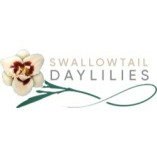 Swallowtail Daylilies