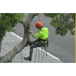 Pompano Tree Service Pros