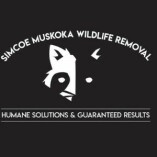 Simcoe Muskoka Wildlife Removal