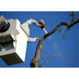 Borough Tree Removal Experts