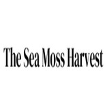 The Sea Moss Harvest