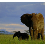 HERD OF AFRICA SAFARIS CO-LTD Tanzania safari |  Kilimanjaro Hiking | Zanzibar Vacations | Tour Agencies | From Moshi
