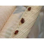 Bed Bugs Control Brisbane