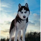 Siberian Husky T Shirt