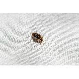 Exit Bed Bugs Control Adelaide