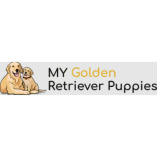 My Golden Retriever Puppies