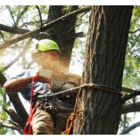 ArboristsGeelong.com.au