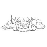 Canines Alberta Professional Dog Training