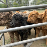 Vacas Mini Highland en México