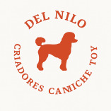 Caniche Toy del Nilo