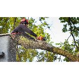 Hawkeyes Tree Service