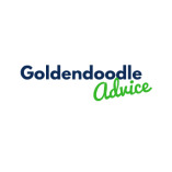 GoldendoodleAdvice