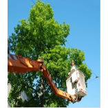 Bruggerhoff Tree Services