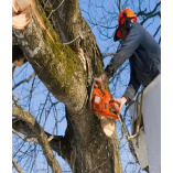 The City Beautiful Tree Service