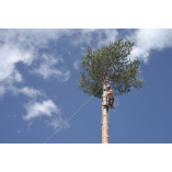 ArboristsCanberra.com.au