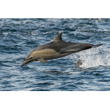 Shell Island Cruises