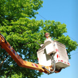 The Second City Tree Service