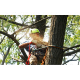 ArboristsCoffsHarbour.com.au