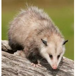 Possum Removal Richmond