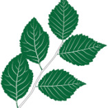 Baumschulen Nauen GmbH logo