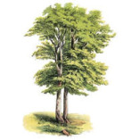 Knoxville Tree Service