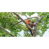 Tree Services Ocala