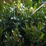 Tarmac driveway cleaning