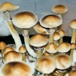 Magic Mushroom Spores For Sale London Uk
