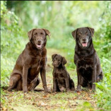 Labrador Retriever T Shirt