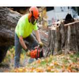 Athens Tree Service Co