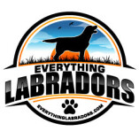 Everything Labradors