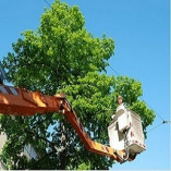 Florence Tree Service Downey