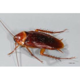 Cockroach Control Brisbane