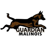 Guardian Malinois