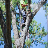 Tree Service Boss of Allen