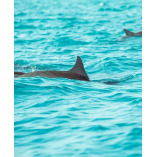 Panama City Beach Dolphin Cruise