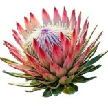 King Protea Landscaping