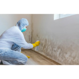 Mold Experts of Los Angeles