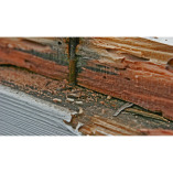 Athens Termite Removal Experts