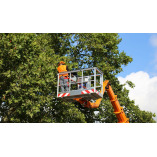 Rose City Tree Service