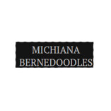 Michiana Bernedoodles