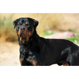 Carnivous Rottweiler Kennel-Breeder Puppies in India