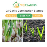 G1 Garlic In Pakistan