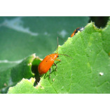 Beetle Control Adelaide