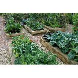 What to grow in backyard garden? 26 vegetables idea